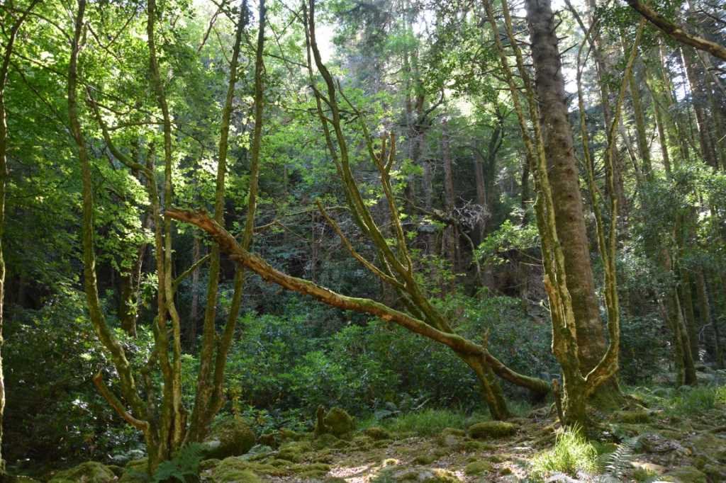DSC_5188Mittel_.JPG